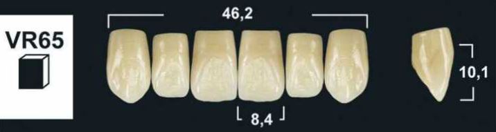 VR65 B3 UPPER ANTERIOR TRIBOS TEETH | Oraltec
